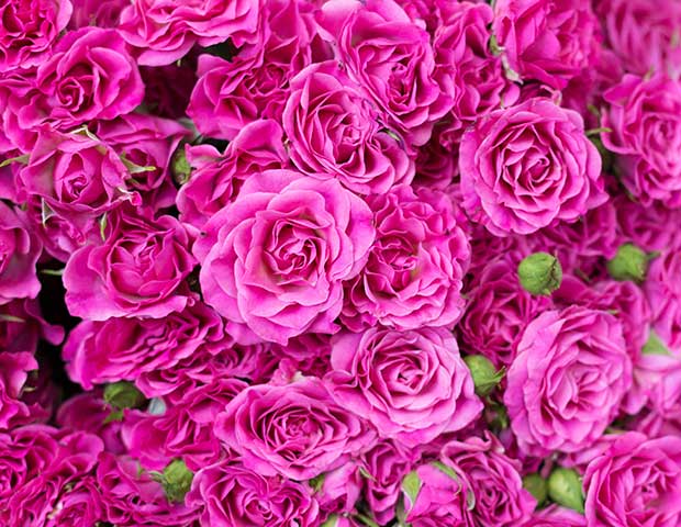Кустовая роза Лиана 50/60 см 25 шт. Описание сорта роз Лиана.