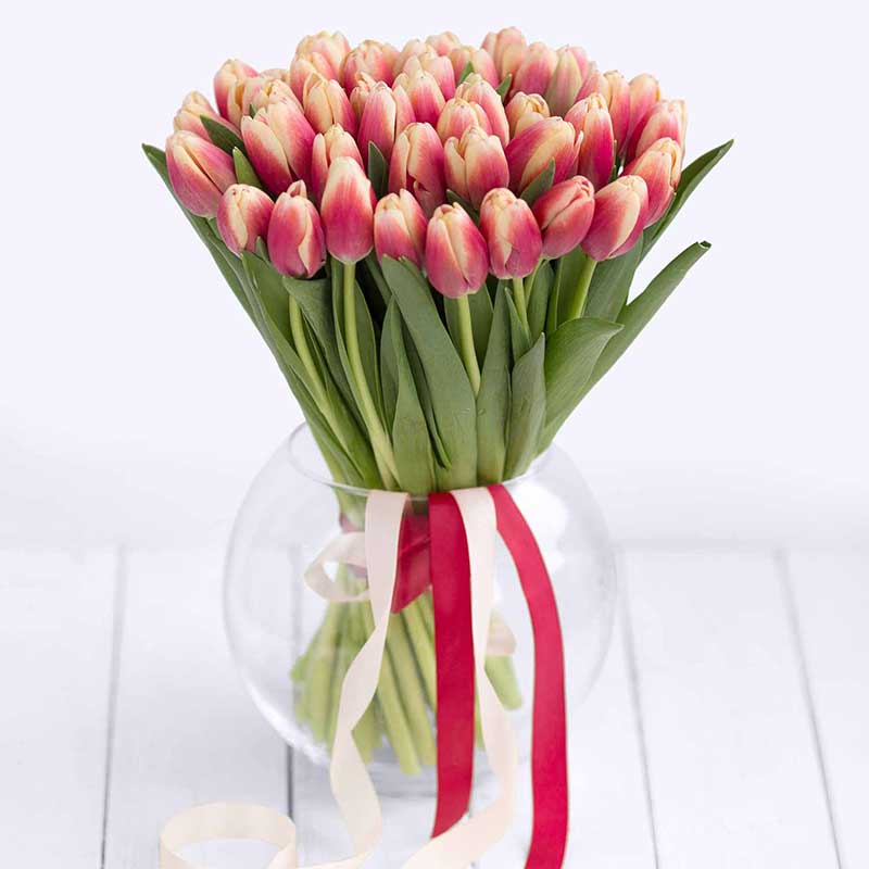 Тюльпаны. Красно-кремовые тюльпаны поштучно - Купить цветы