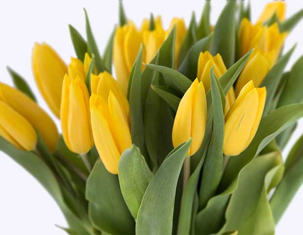 Желтые тюльпаны поштучно. Описание сортов желтых тюльпанов.