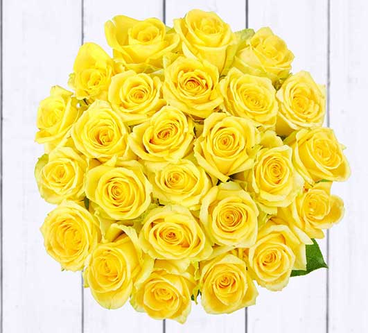 25 роз Хаммер. Описание сорта эквадорских роз «Хаммер».