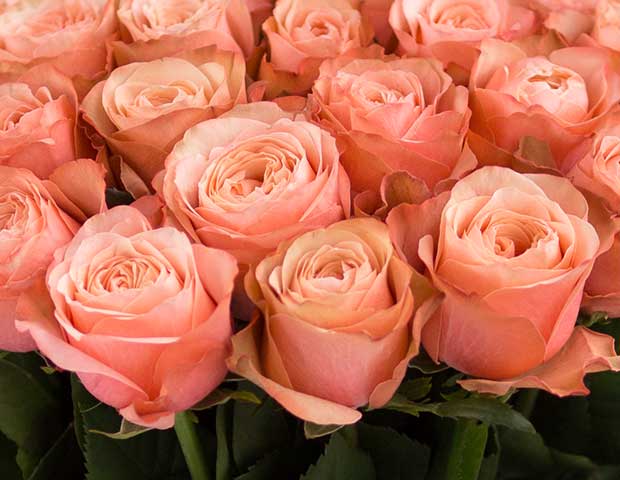 Розы Кахала поштучно. Уникальность сорта.
