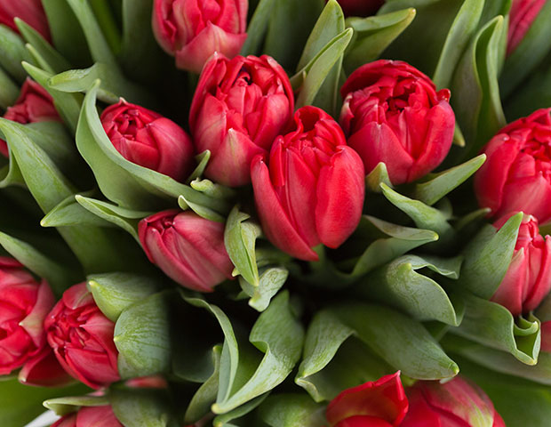 сорта красных тюльпанов