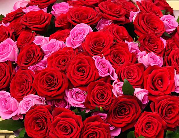 101 красная и розовая роза 60 см. Повод подарить букет из 101 красной и розовой розы..