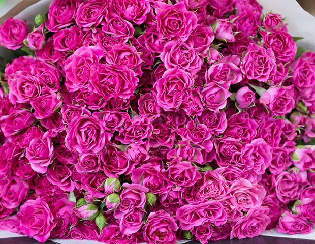Кустовая роза Лиана 50/60 см 51 шт. Язык цветов..