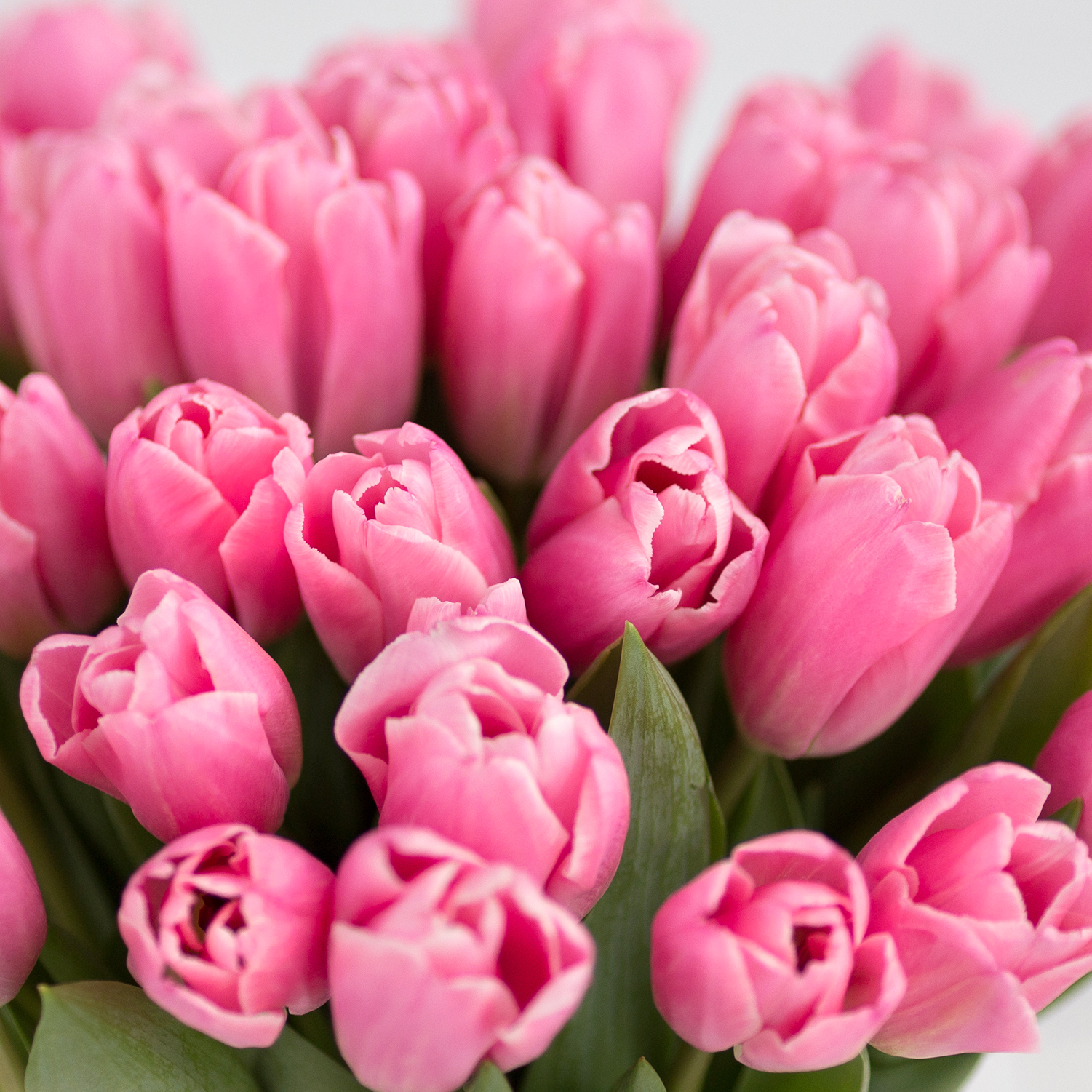 Букет из 41 розового тюльпана - Купить цветы