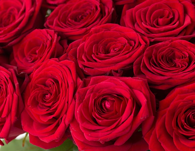 Красные розы Ред Наоми 60 см поштучно. Описание сортов красной розы.