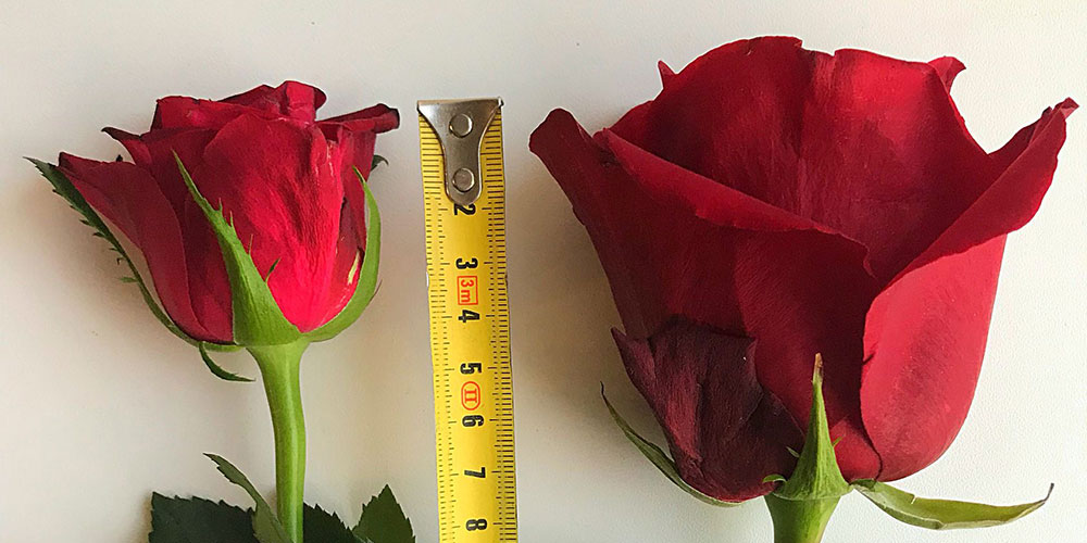 Сравниваем кенийские 40 сантиметровые розы с розами других видов 