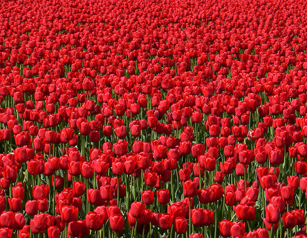 Красные тюльпаны поштучно. Лучшая цена на красные тюльпаны в Москве.