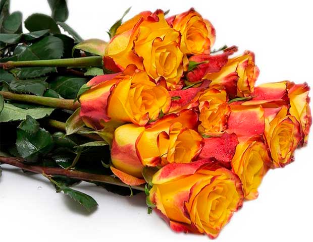 51 кенийская роза Даун Таун 40 см. Описание сорта кенийских роз «Даун Таун».