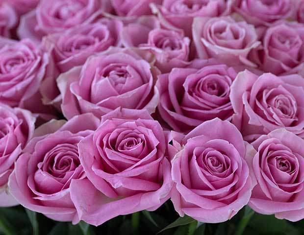 Розовые розы Аква 60 см поштучно. Описание сортов.