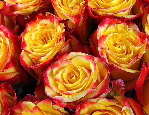 51 кенийская роза Даун Таун 40 см. Язык цветов.