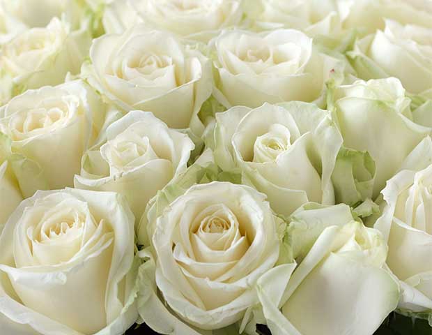 Белые розы Аваланш 60 см поштучно. Описание сортов.