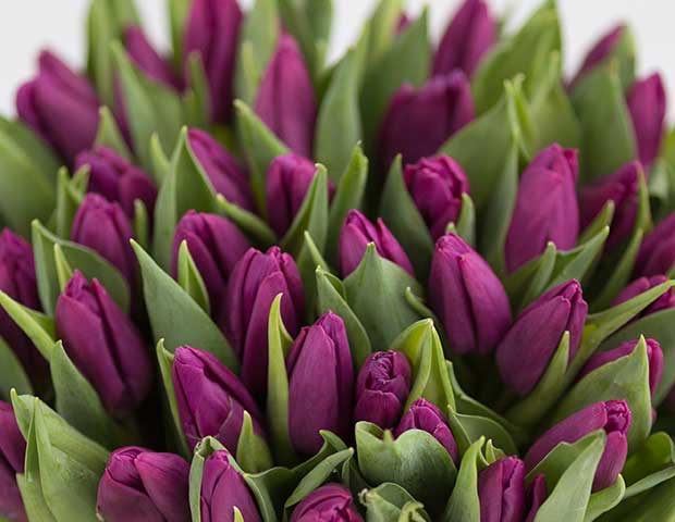 Фиолетовые тюльпаны поштучно. Описание сортов фиолетовых тюльпанов.