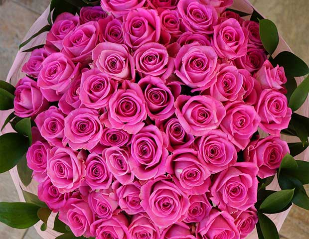 51 розовая роза 60 см. Описание сорта кенийских роз «Аква».