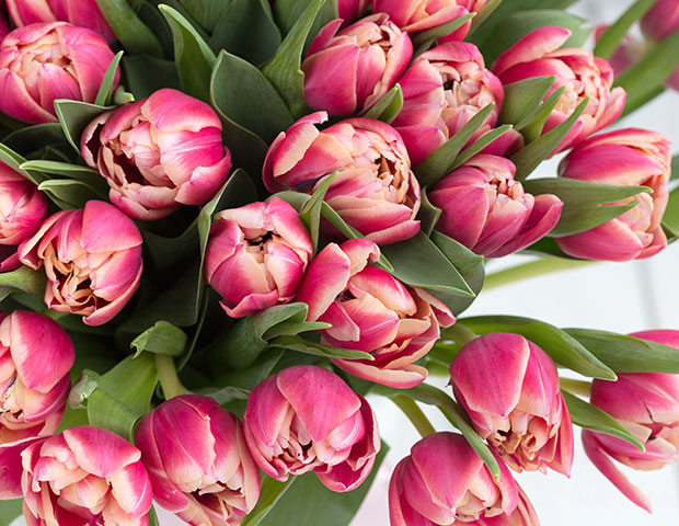 Пионовидные тюльпаны купить заказать букет из лилий в москве