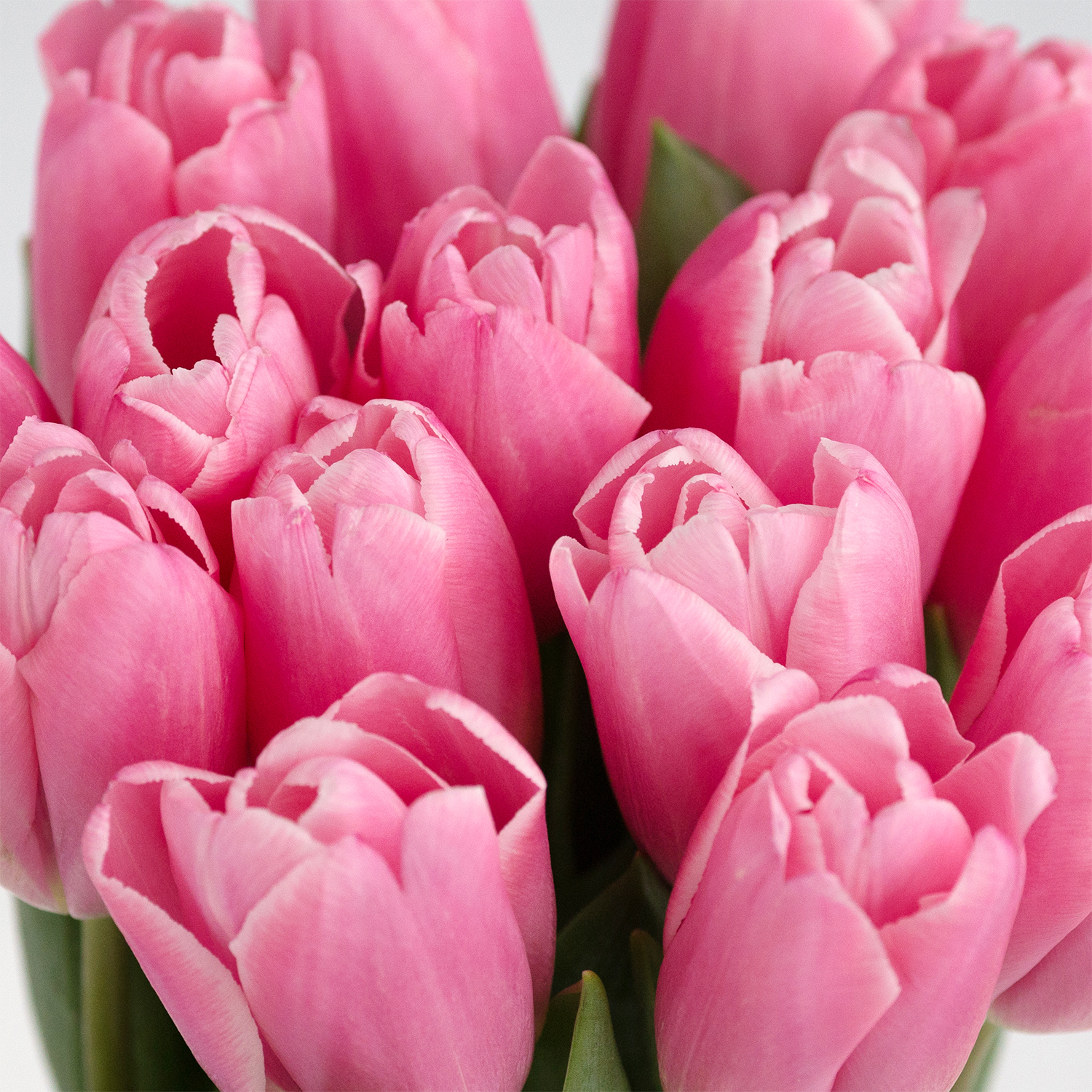 Букет из 15 розовых тюльпанов - Купить цветы