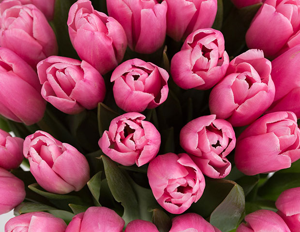 Розовые тюльпаны поштучно. Описание розовых тюльпанов.