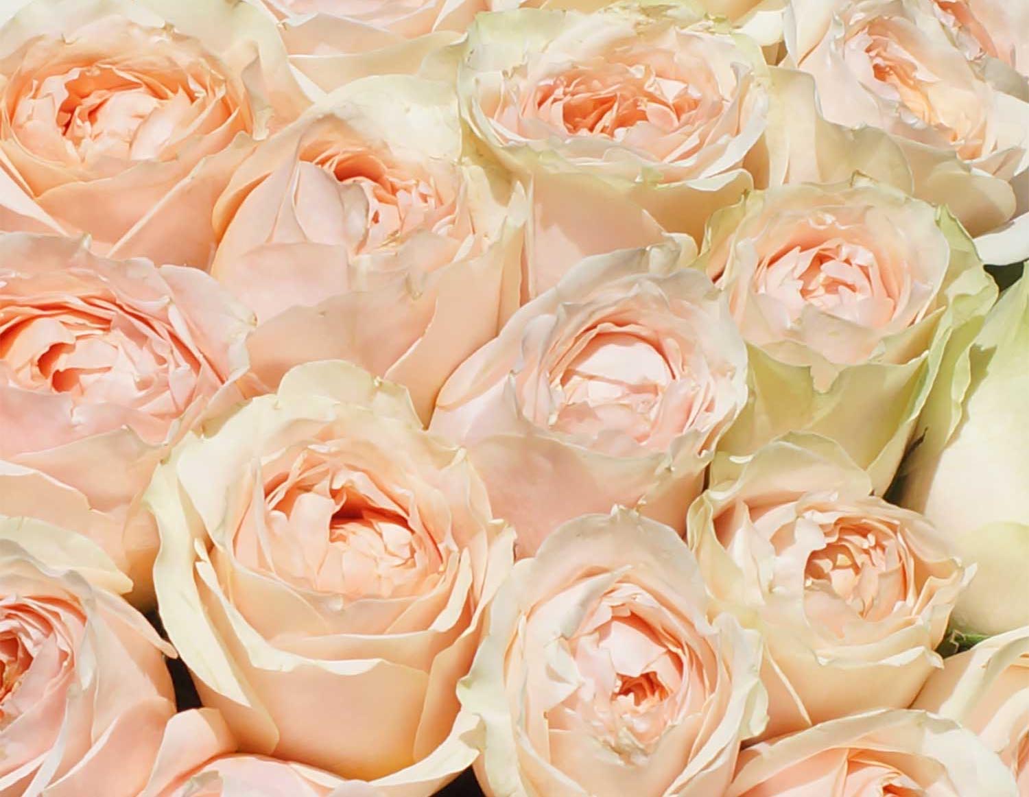 Букет из роз Гравити. Повод подарить пионовидные розы «Гравити».
