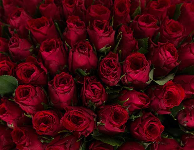 101 красная роза Апер Класс. Описание сорта розы Апер Класс.