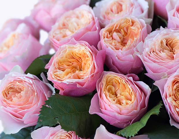 Пионовидные розы Вувузела 45/50 см поштучно. Описание сортов.