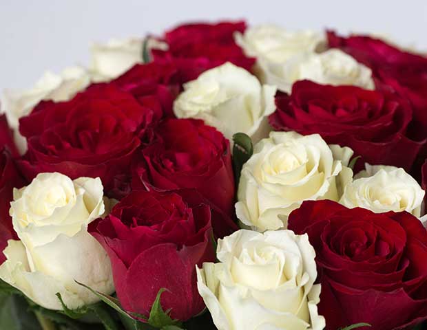 Красные и белые розы 60 см поштучно. Описание сортов красных и белых роз.