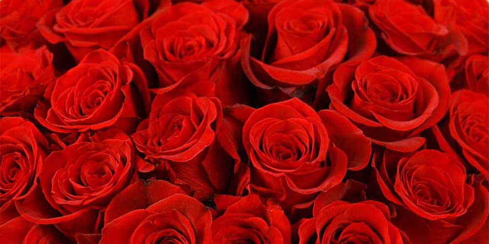 Роза «Фридом»: особенности и секреты розы премиум класса 