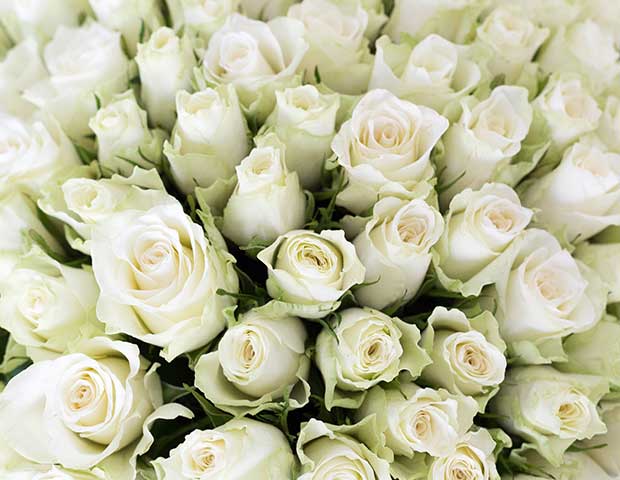 101 белая роза Атена. Описание сорта.