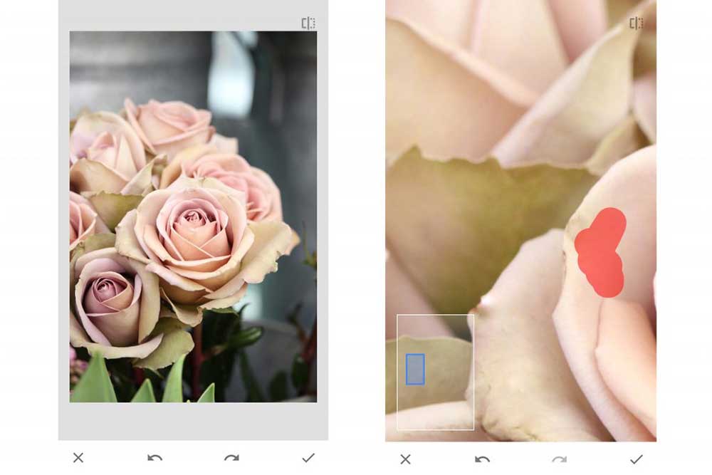 15 простых советов, как фотографировать цветы Вашим смартфоном